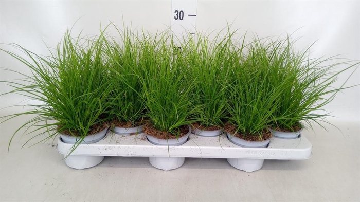 <h4>Carex brunnea</h4>