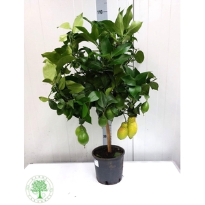 CITR LIMON