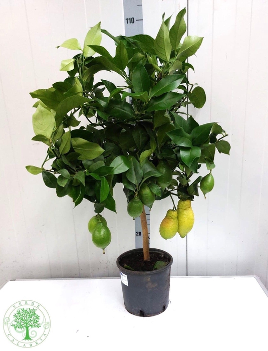 <h4>CITR LIMON</h4>