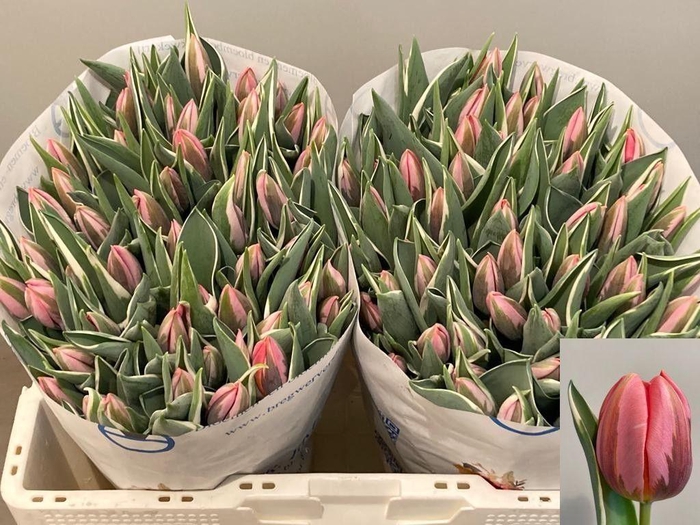 <h4>Tulipa si pretty princess</h4>