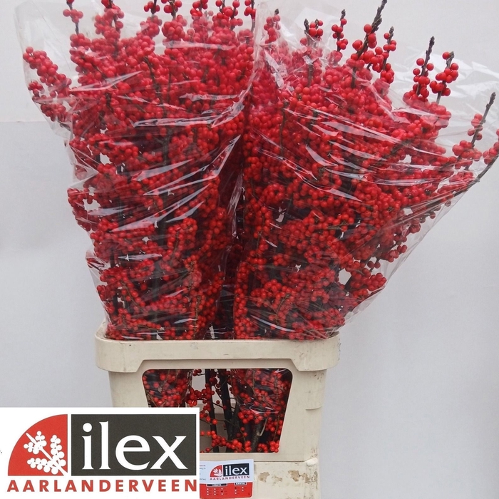 <h4>ILEX VE RODE BES</h4>