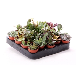 Succulenten mix 5,5 cm