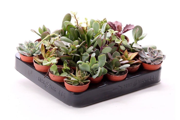 <h4>Succulenten mix 5,5 cm</h4>