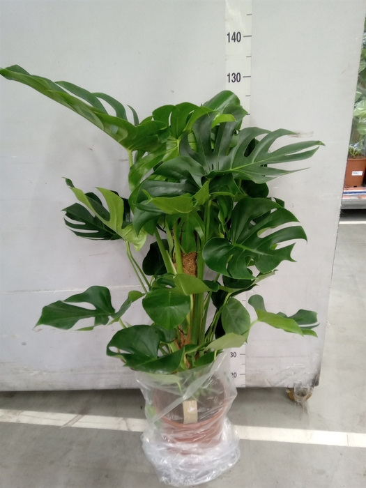 <h4>Monstera delic.</h4>