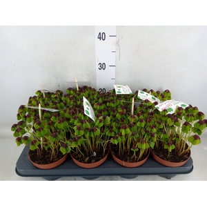 Oxalis deppei