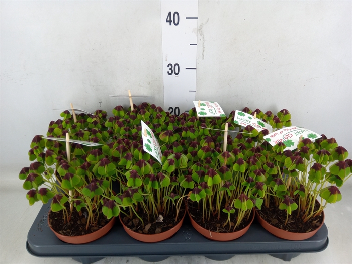 <h4>Oxalis deppei</h4>