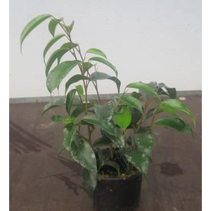 FICUS BENJAMINA