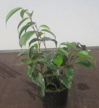 <h4>FICUS BENJAMINA</h4>