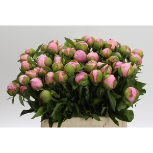 Paeonia Angel Cheeks