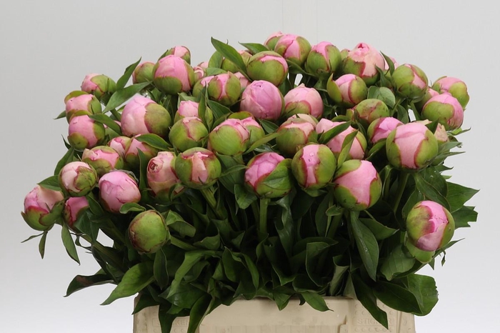 <h4>Paeonia Angel Cheeks</h4>