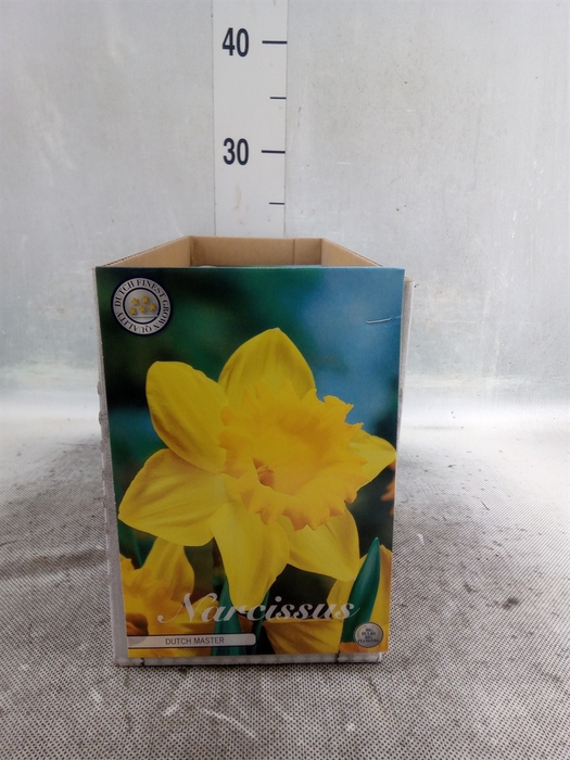 <h4>Narcissus   ...flowerbulbs</h4>