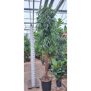 Ficus binn. 'Alii'