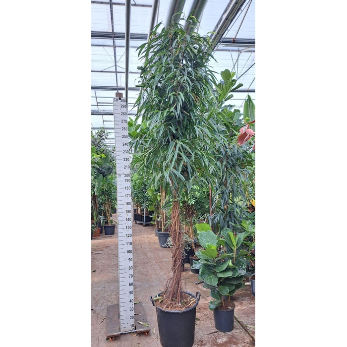 <h4>Ficus binn. 'Alii'</h4>