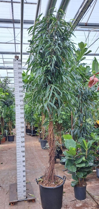 <h4>Ficus binn. 'Alii'</h4>