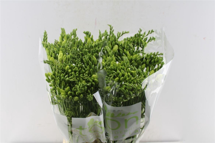 Fr En Diamond River White