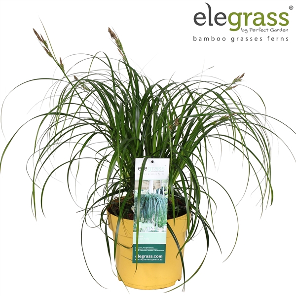 <h4>Carex 'Ribbon Falls' P23</h4>