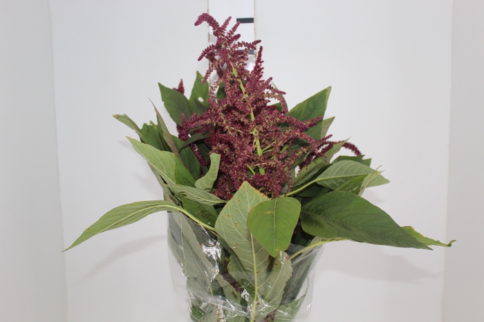 <h4>AMARANTHUS VINHO</h4>