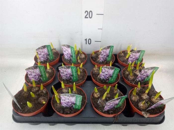 <h4>Chionodoxa ...</h4>