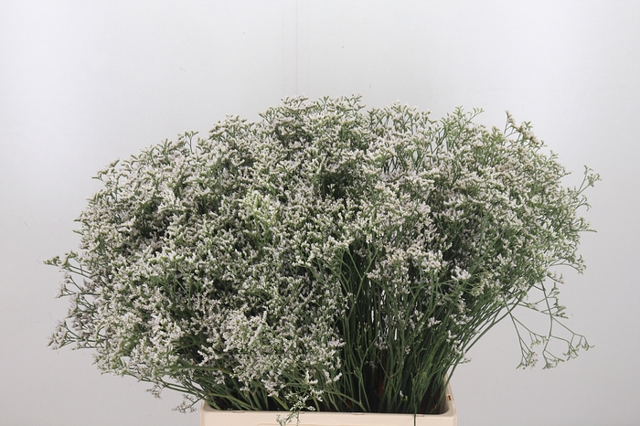 <h4>Limonium Wit</h4>