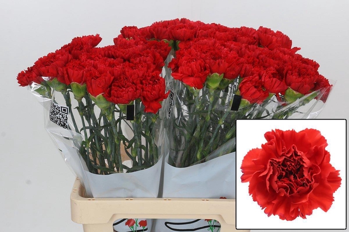 <h4>DI ST GENNARO</h4>