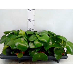 Peperomia polybotrya 'Raindrop'