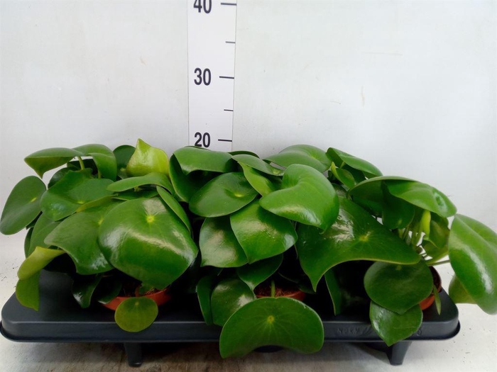 <h4>Peperomia polybotrya 'Raindrop'</h4>