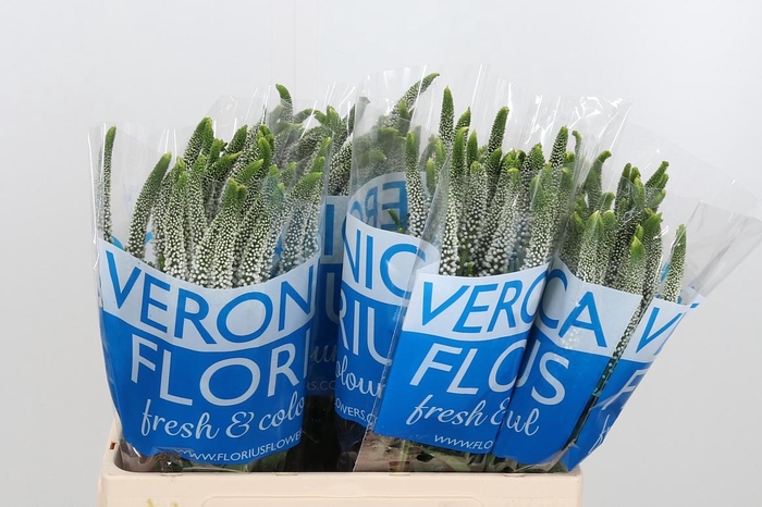 <h4>Veronica Caya Wit</h4>