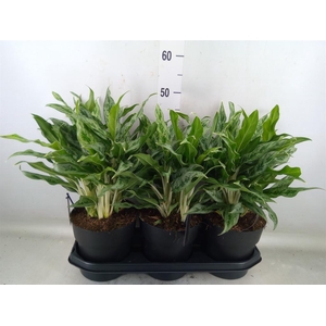 Aglaonema  'Greyhound'