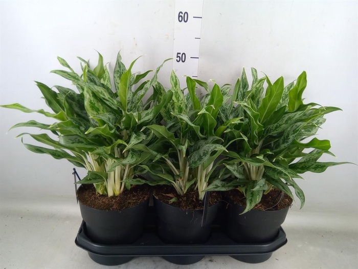 <h4>Aglaonema  'Greyhound'</h4>