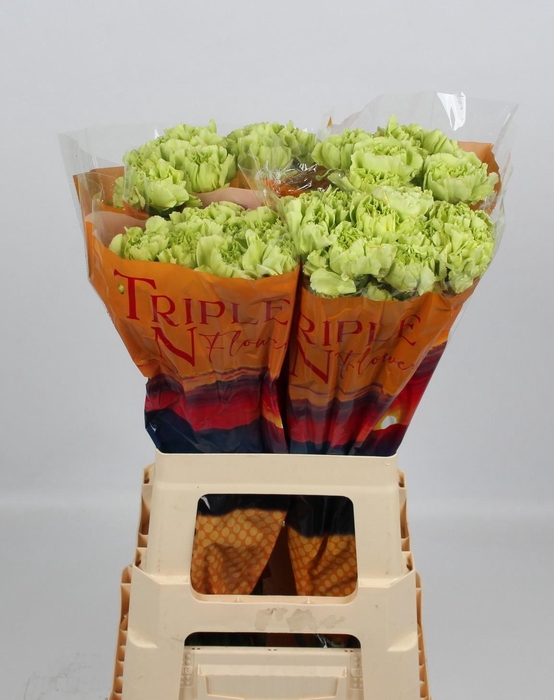 <h4>DI ST CELTIC GREEN</h4>