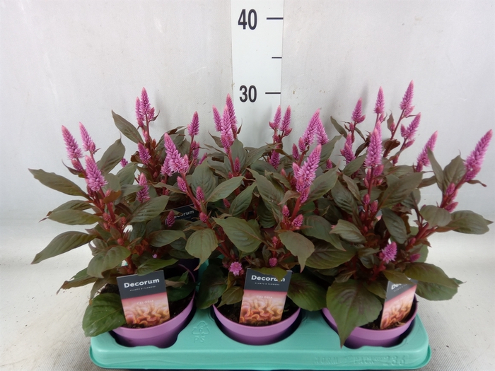<h4>Celosia arg. SP 'Merida Pink'</h4>