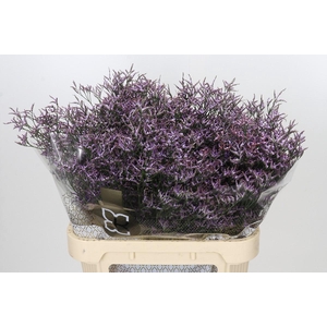 Limonium Safora Lilac