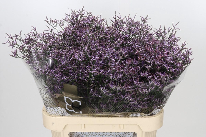 Limonium Safora Lilac