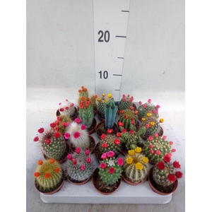 Cactus   ...decorated