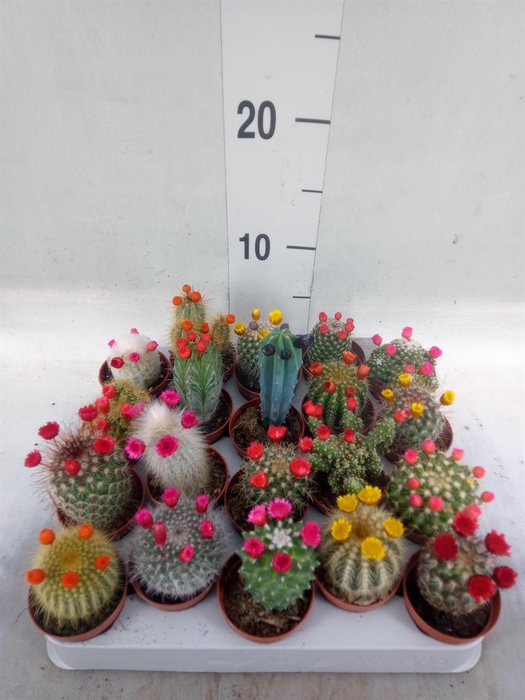 <h4>Cactus   ...decorated</h4>