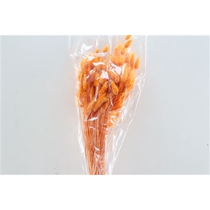 Dried Lagurus Orange Bunch Slv