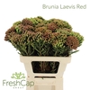 Brunia Leavis Red (young)