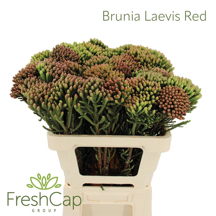 <h4>Brunia Leavis Red (young)</h4>