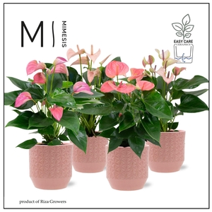 Mimesis Anthurium KARMA Pink mix 12cm - Tala
