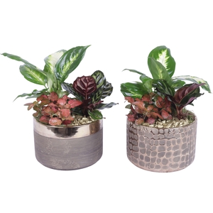 Yearround Arr. Indoor Ceramic Pure Luxury N568 Ø17cm 3PP