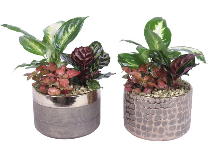 <h4>Yearround Arr. Indoor Ceramic Pure Luxury N568 Ø17cm 3PP</h4>