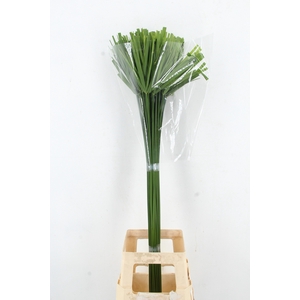 CYPERUS GLABER