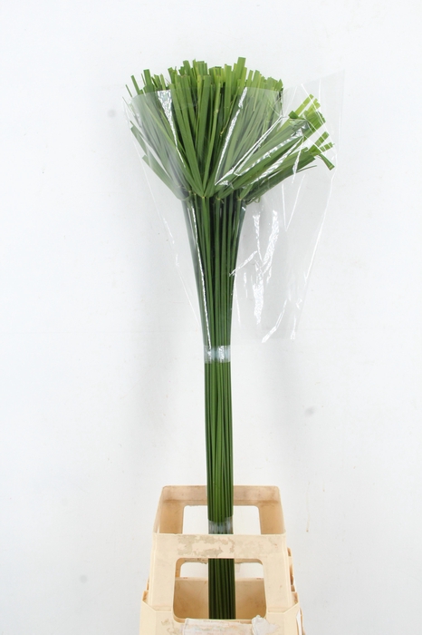 <h4>CYPERUS GLABER</h4>
