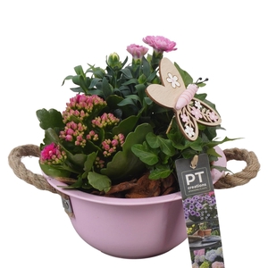 PTPP6829 Arrangement Patio in metalen schaal