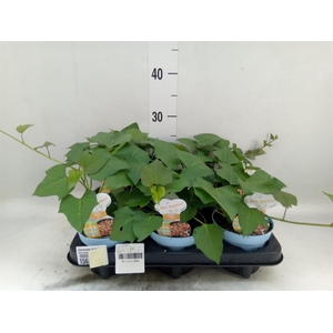 Ipomoea batatas  'Pot Beauregard'