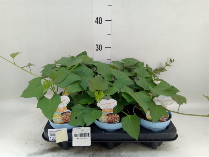 <h4>Ipomoea batatas 'Pot Beauregard'</h4>