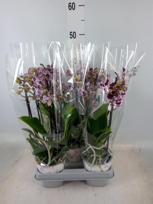 <h4>Phalaenopsis ...mix</h4>
