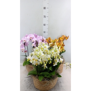 Phalaenopsis   ...white