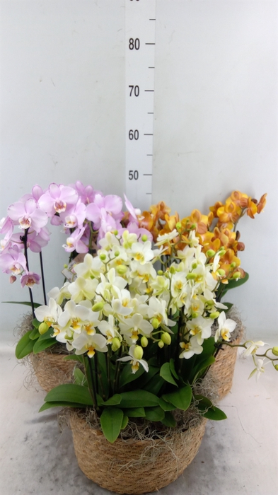 <h4>Phalaenopsis   ...white</h4>