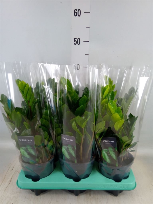 <h4>Zamioculcas zamiifolia 'Lima'</h4>